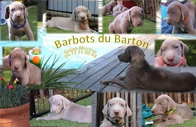 Elevage des Barbots de du Barton